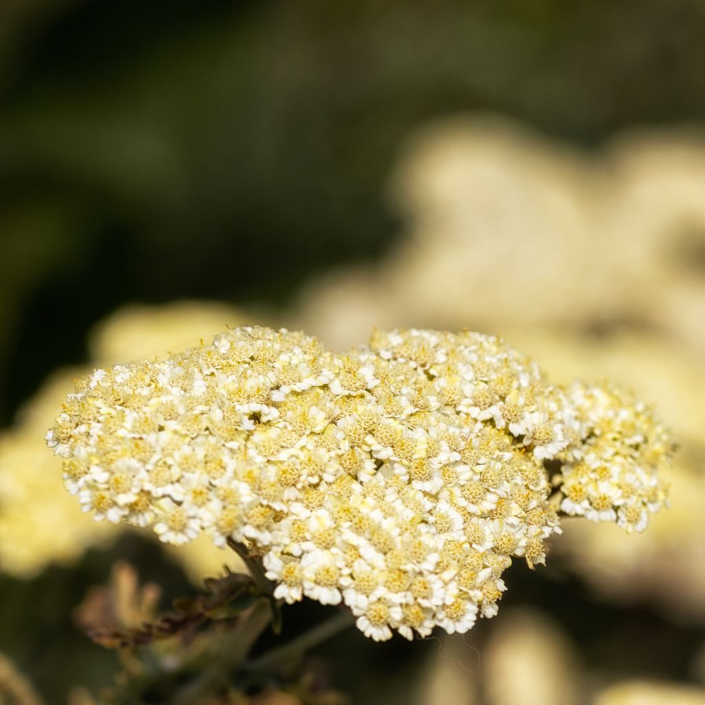 Achillea taygetea - Milenrama