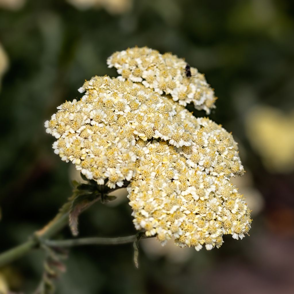 Achillea taygetea - Milenrama