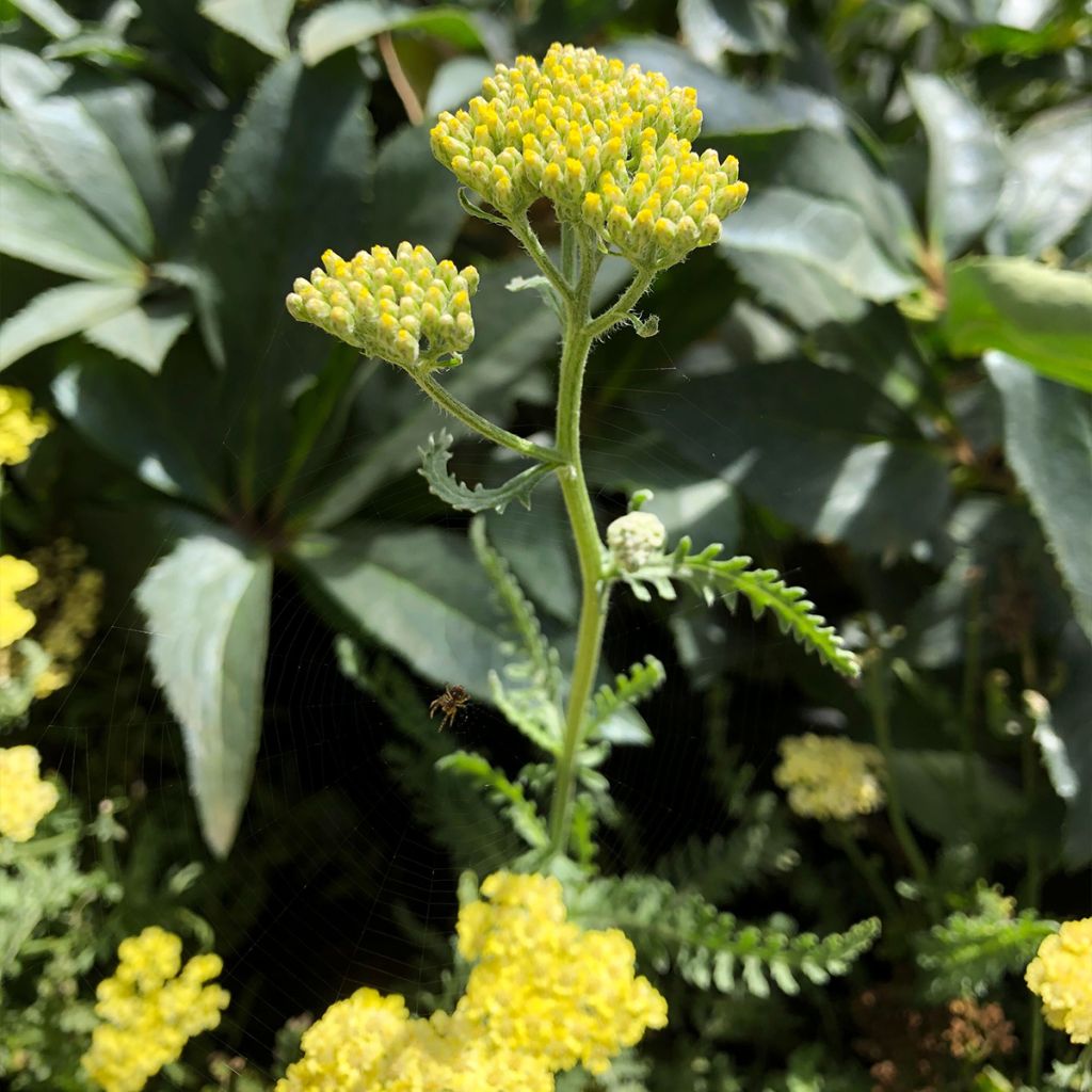 Achillée taygetea - Achillea taygetea