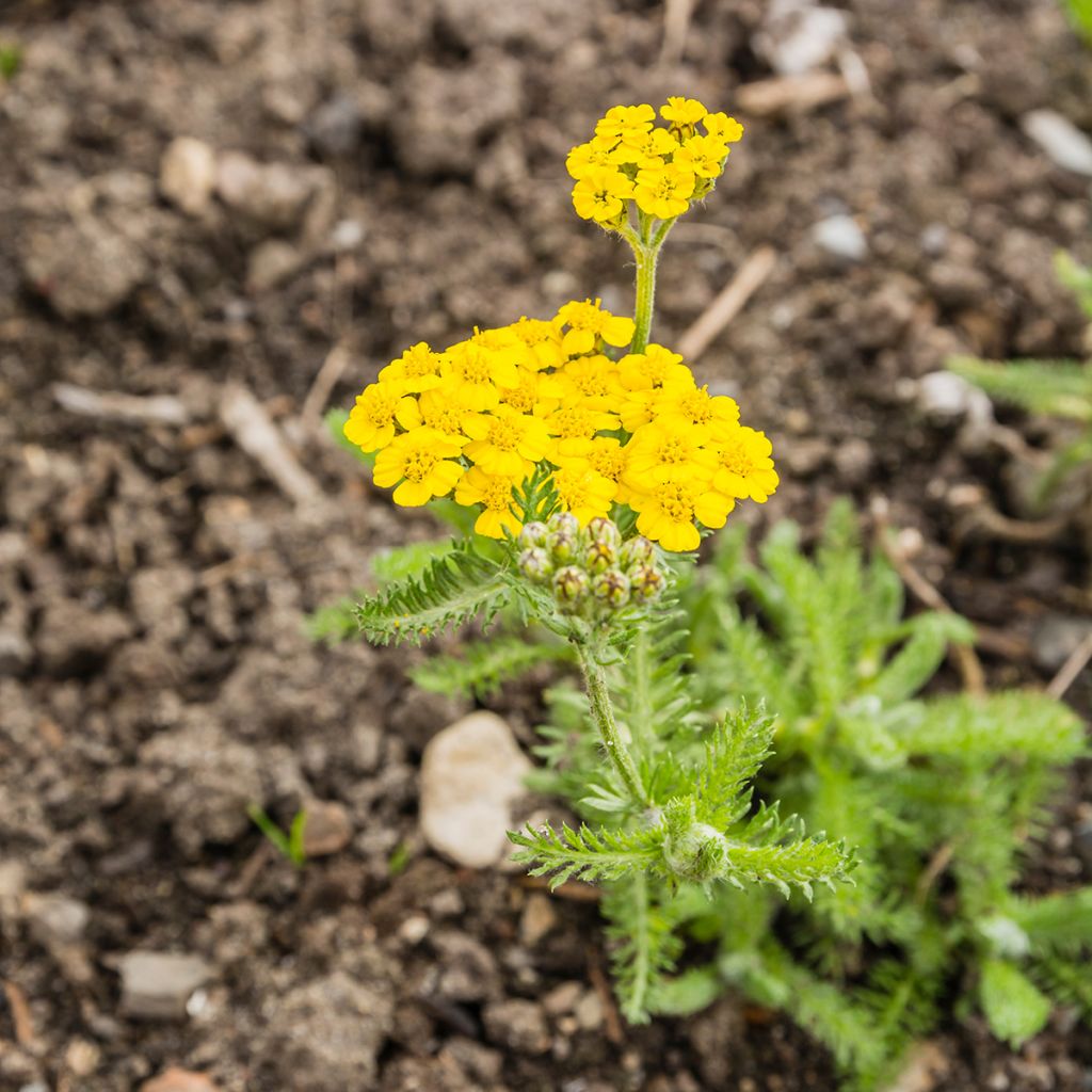 Achillea tomentosa - Milenrama almerilla