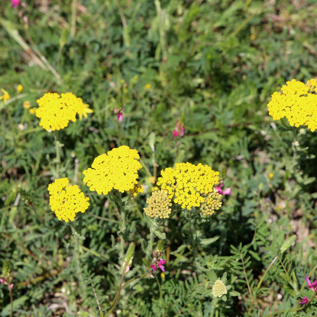 Achillea tomentosa - Milenrama almerilla