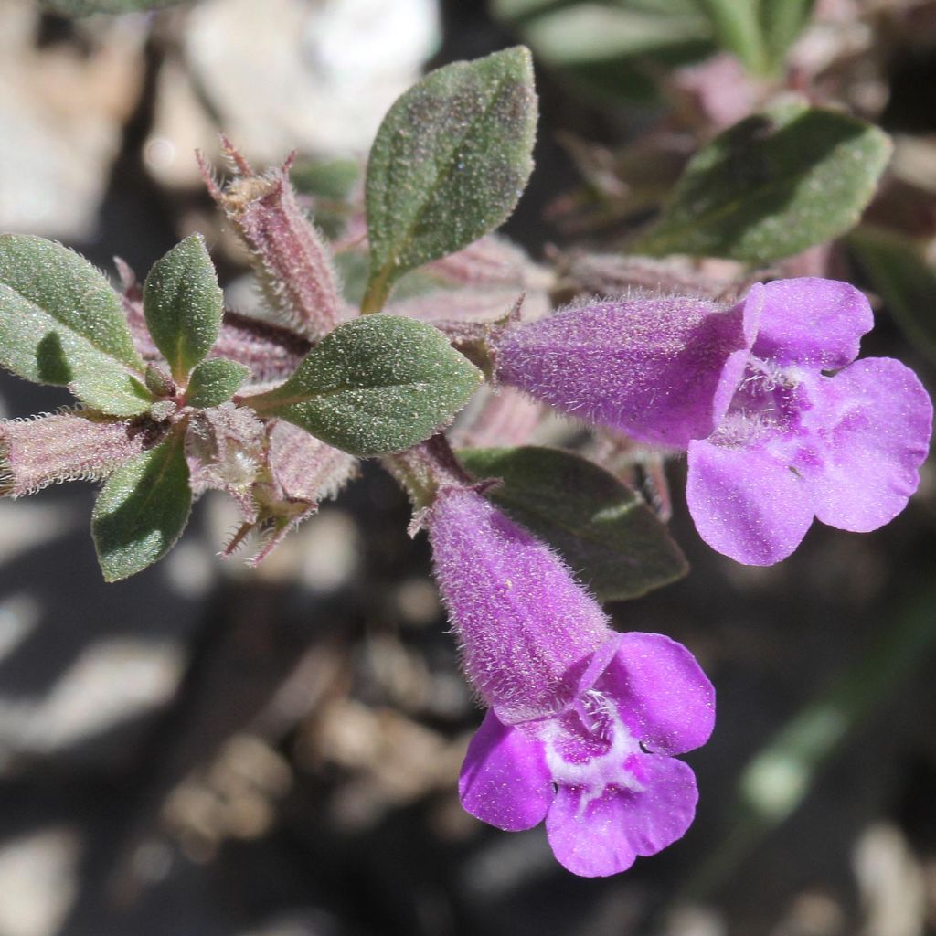 Acinos alpinus - Calament des Alpes - Sariette des Alpes