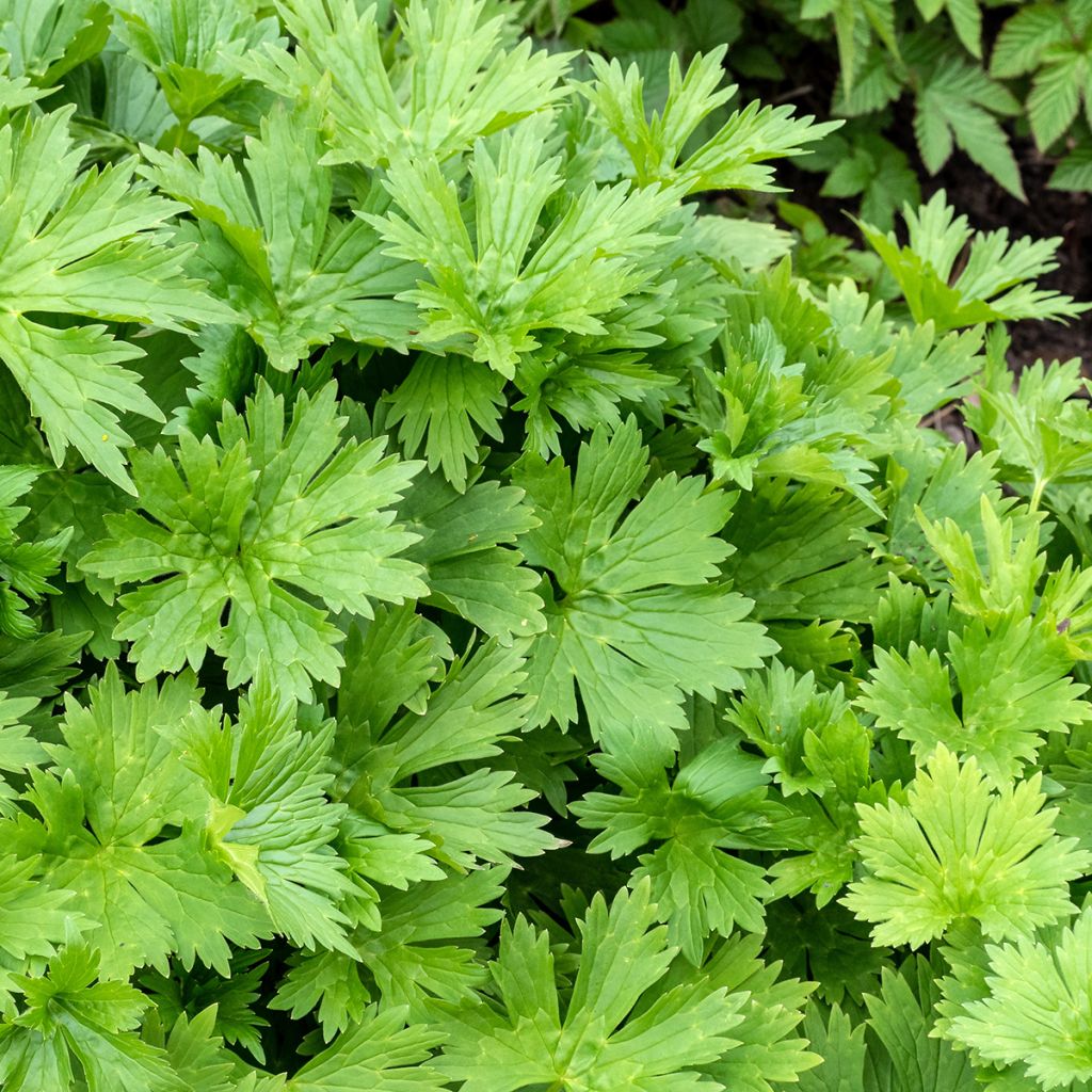 Aconitum lycoctonum subsp. neapolitanum