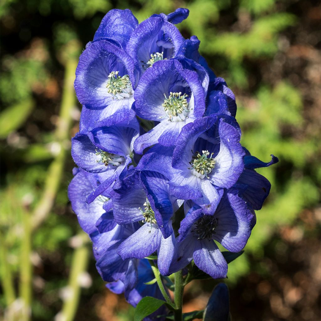 Aconitum carmichaelii Arendsii