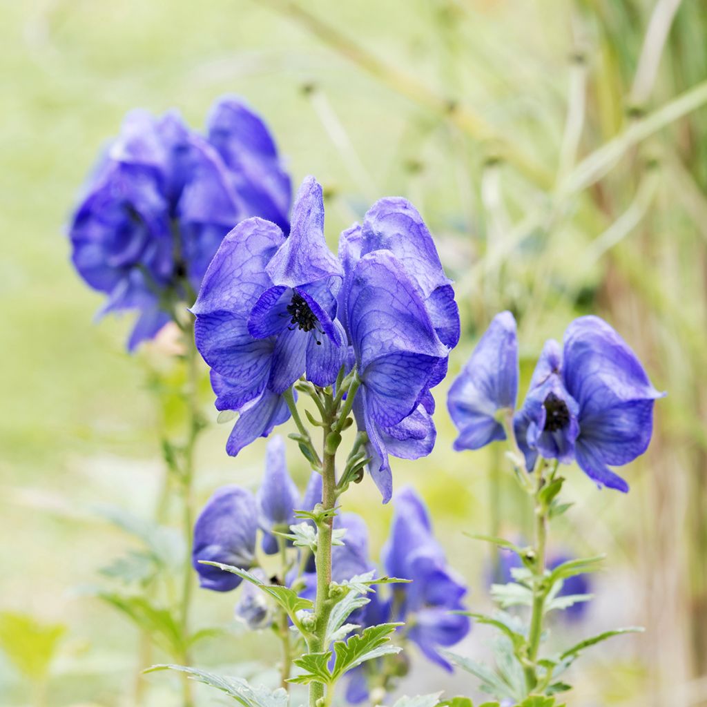 Aconitum fischeri