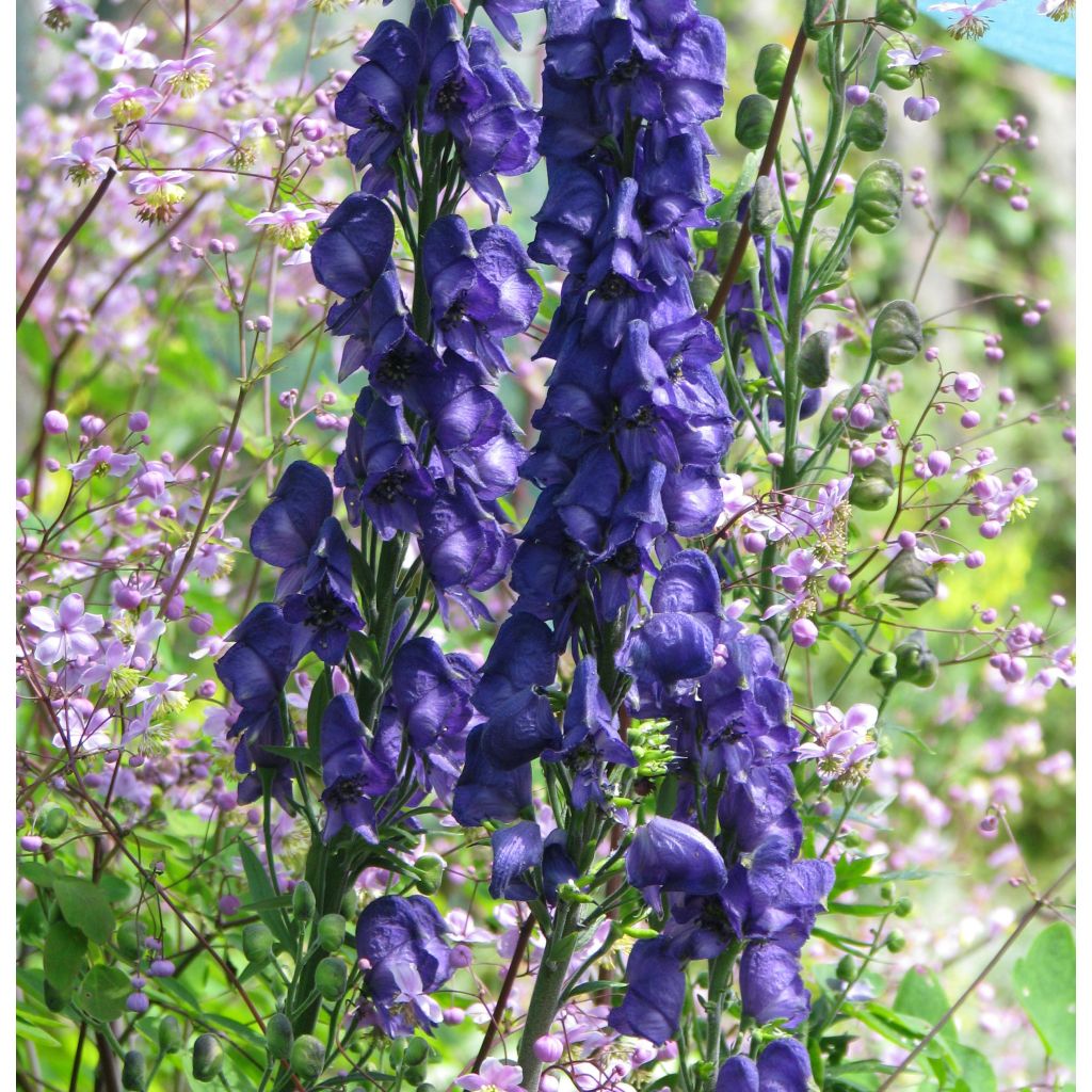 Aconite, Aconitum Spark s Variety