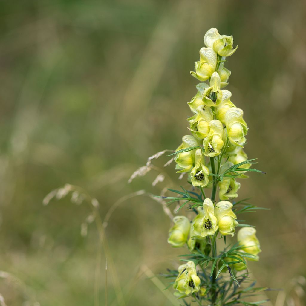 Aconitum anthora - Acónito de los Alpes