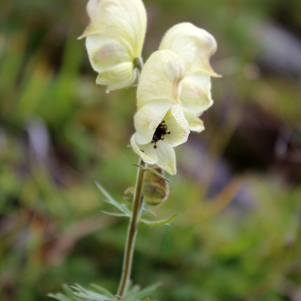 Aconitum anthora - Acónito de los Alpes