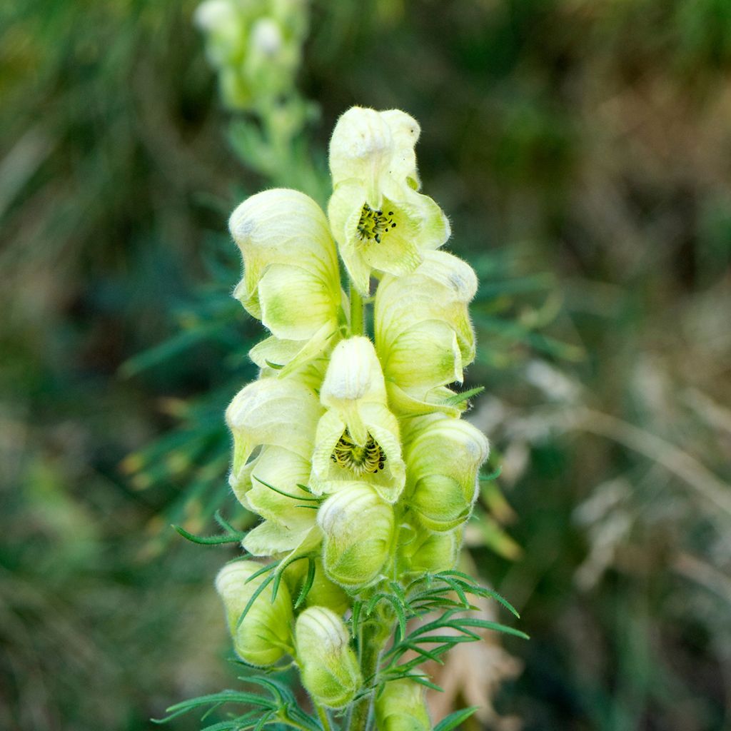 Aconitum anthora - Acónito de los Alpes