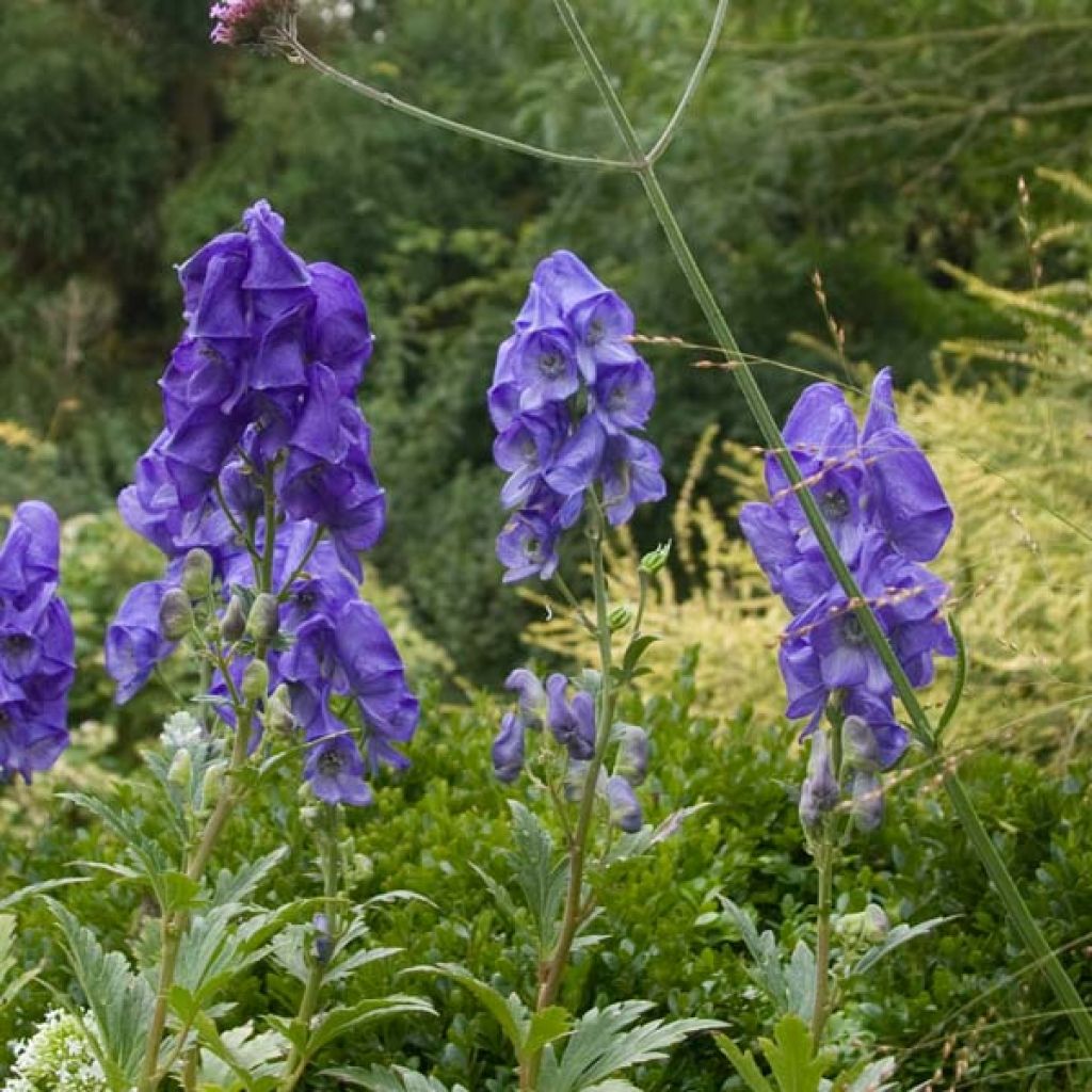 Aconite carmichaelii Arendsii ou Aconit de Carmichael