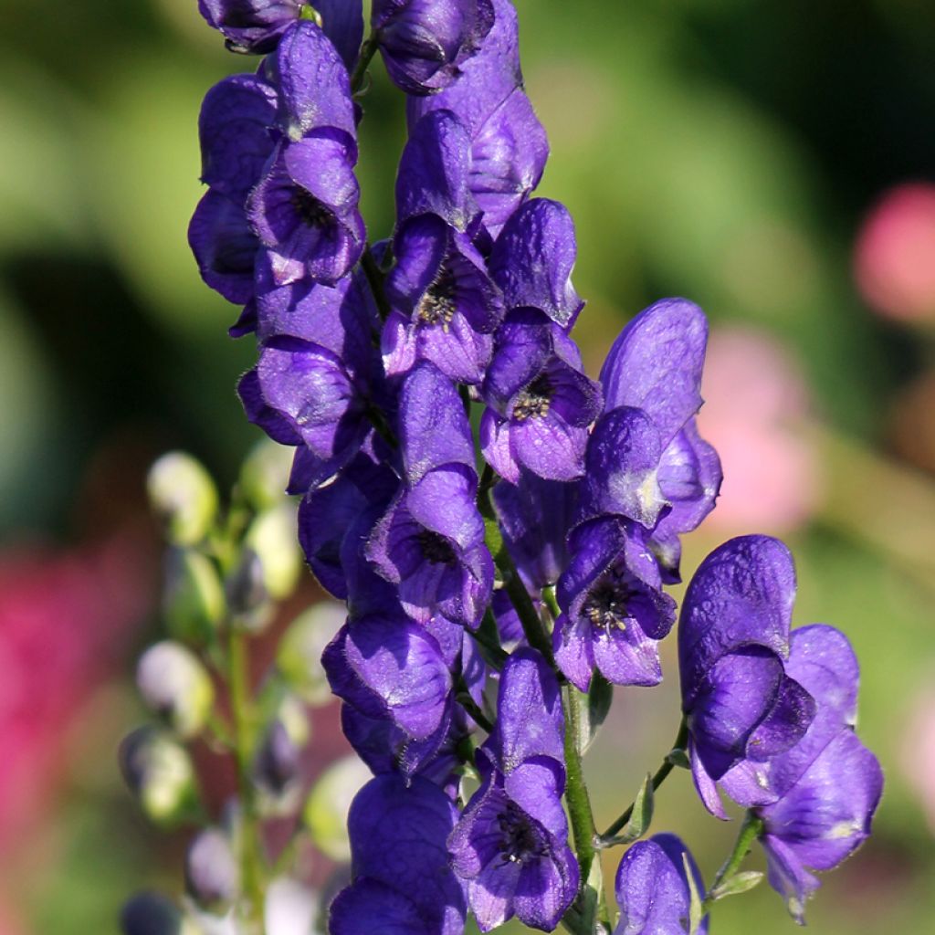 Aconitum napellus