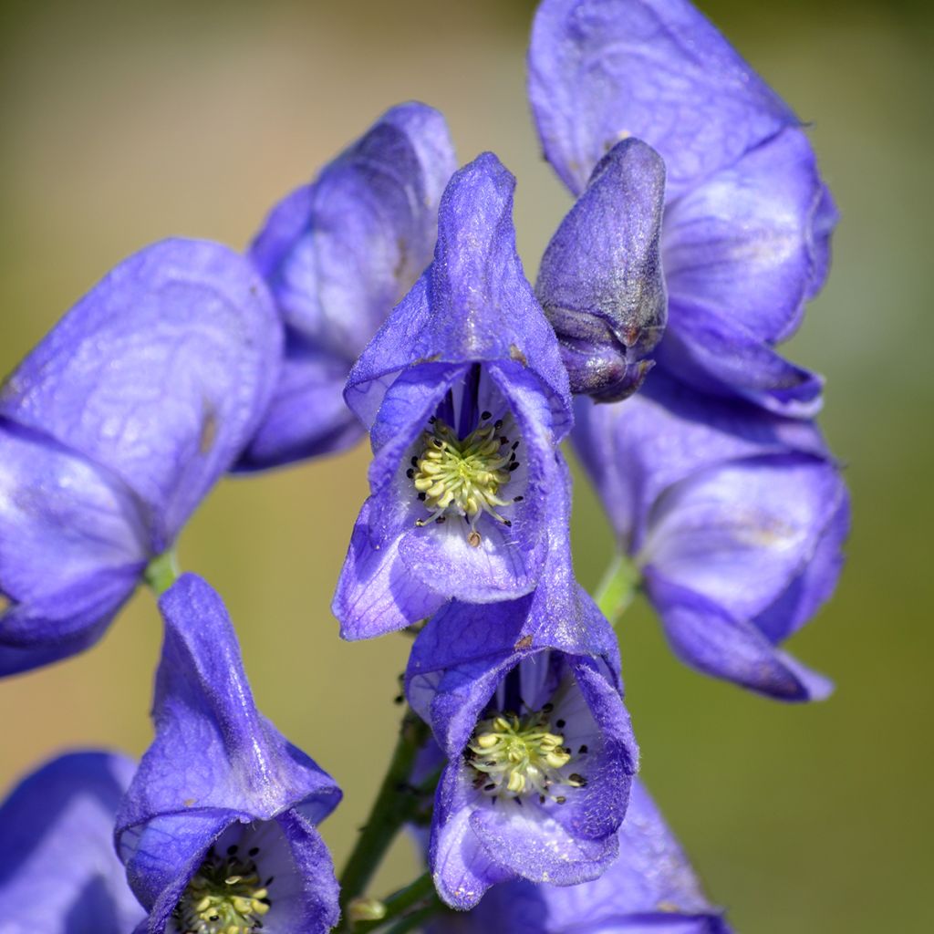 Aconitum napellus