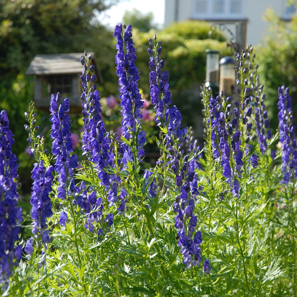 Aconitum napellus