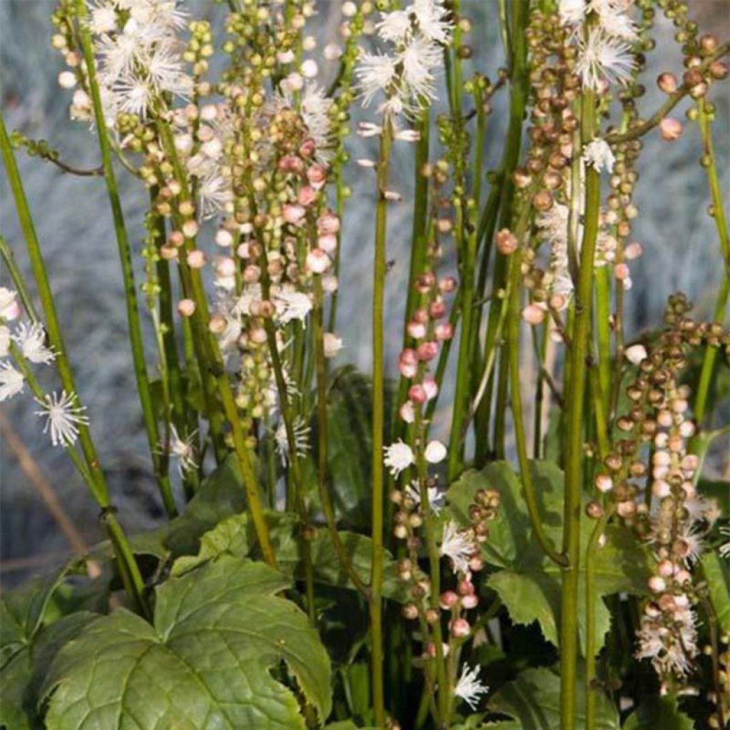 Actaea japonica Cheju-Do