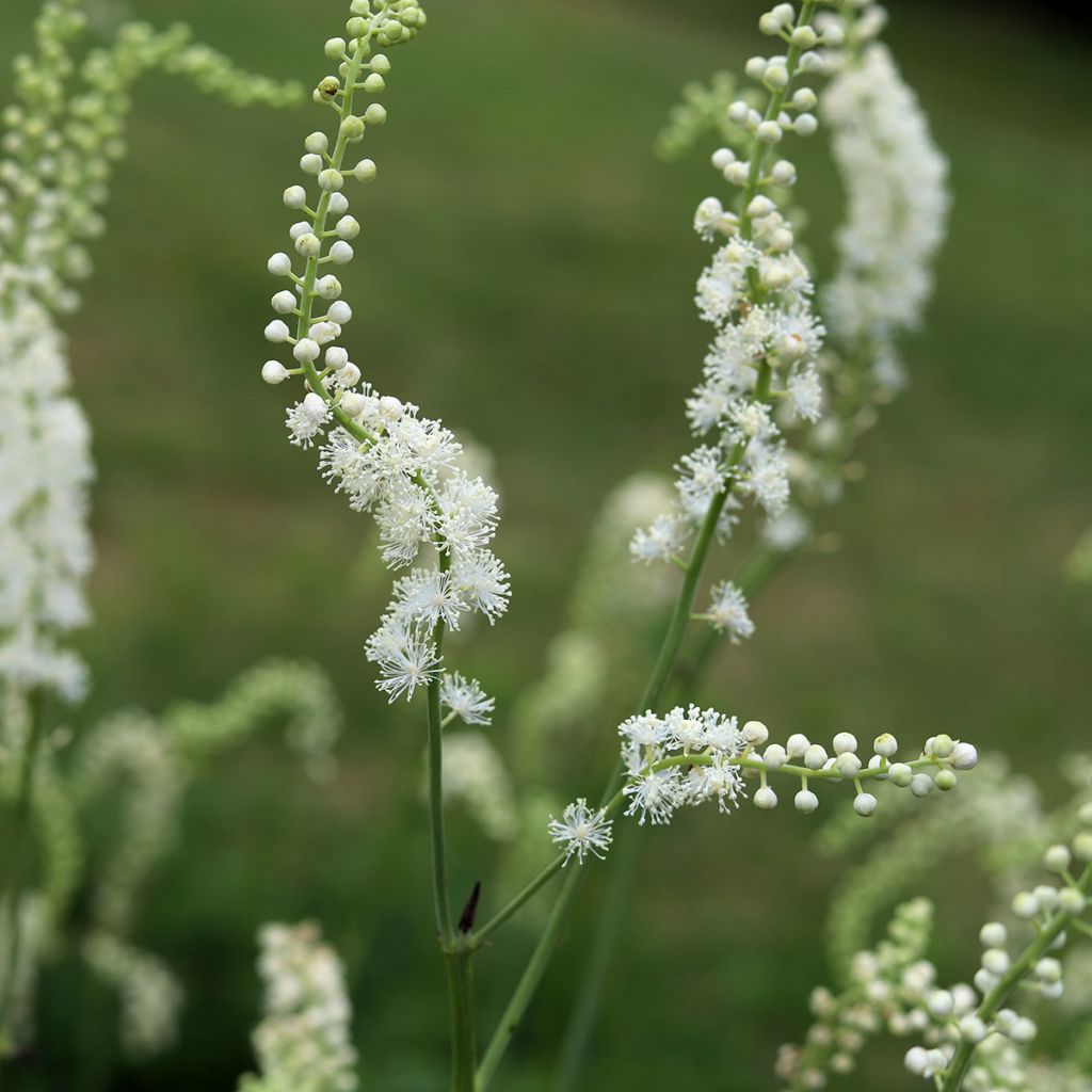 Actaea dahurica