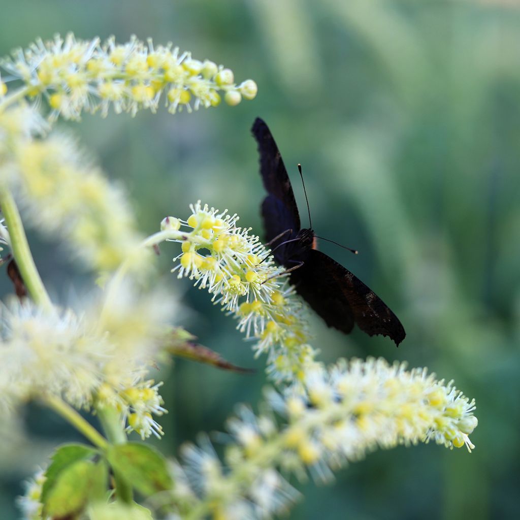 Actaea dahurica