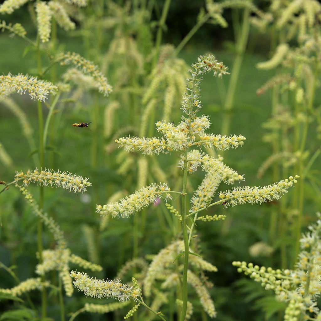 Actaea dahurica