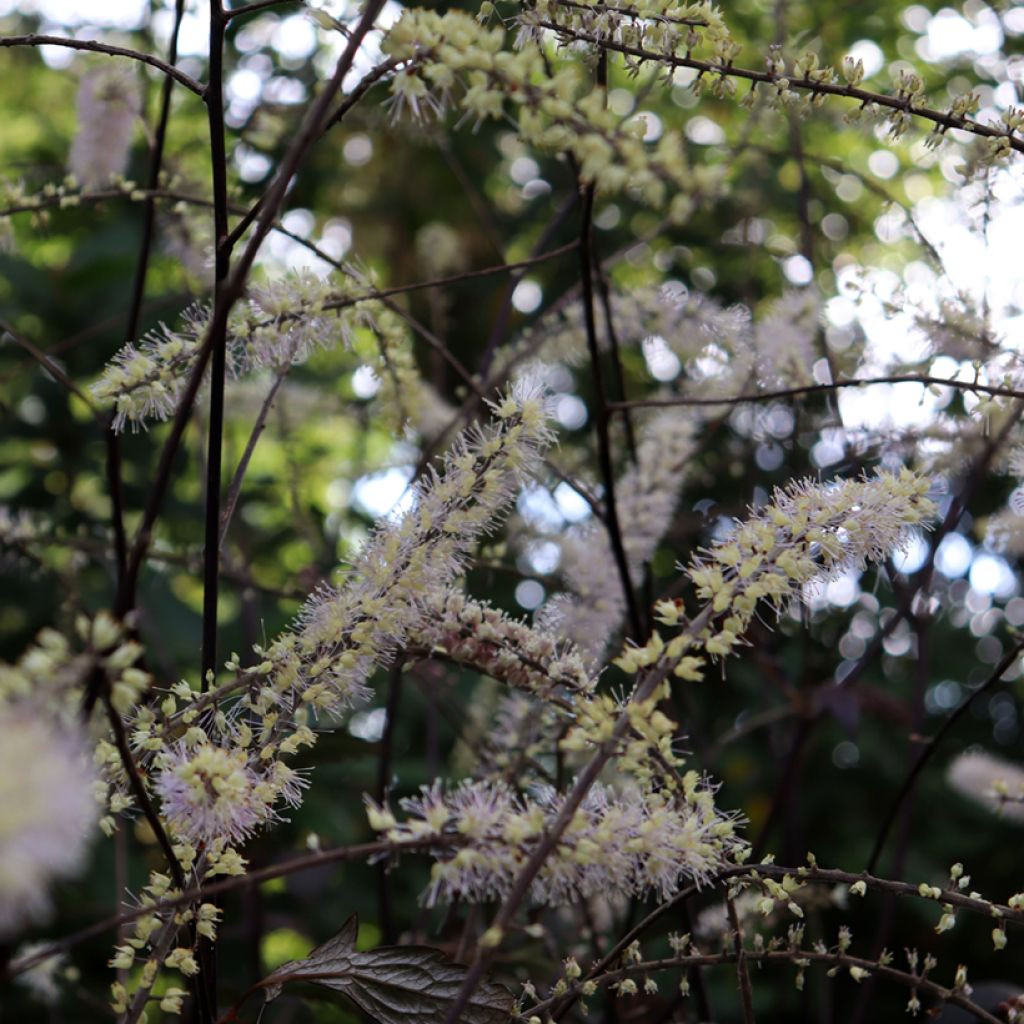 Actaea Queen of Sheba