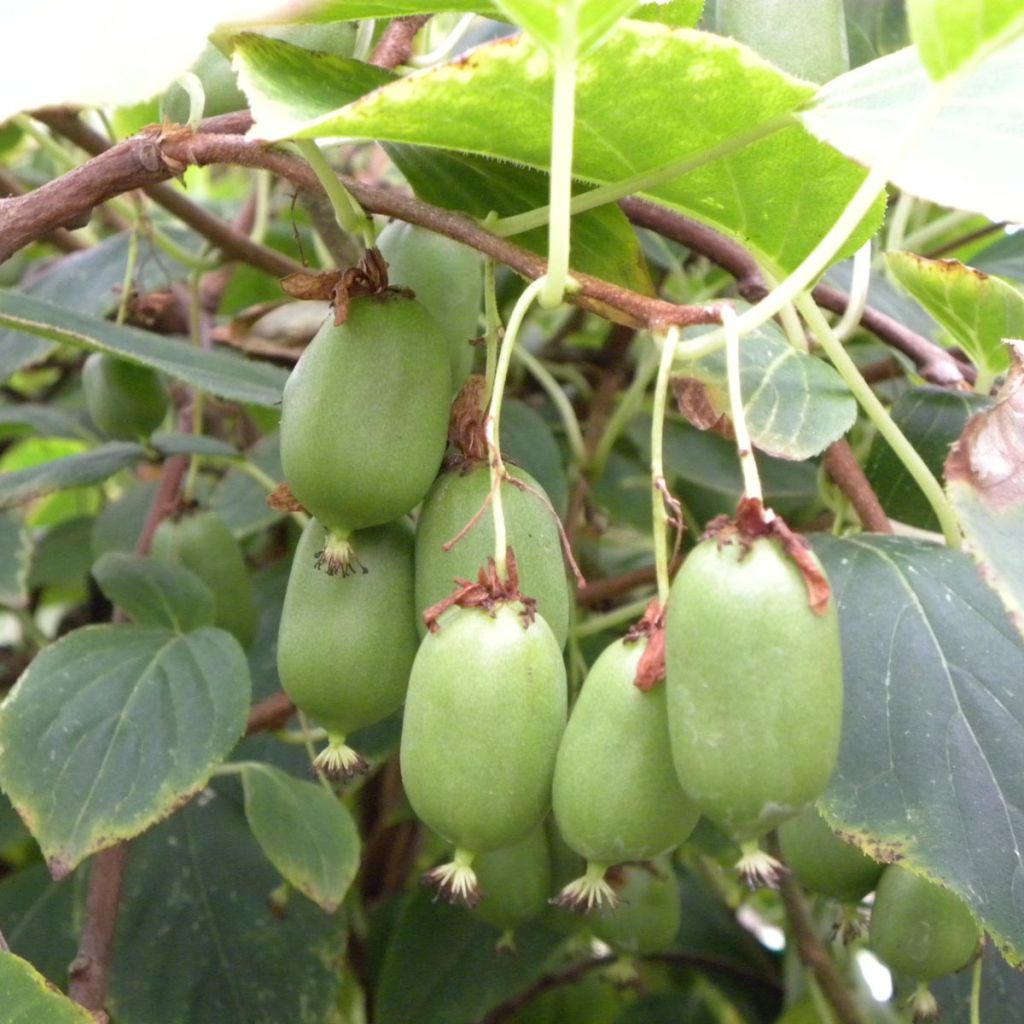 Kiwi arguta Issai Autofertile - Actinidia arguta