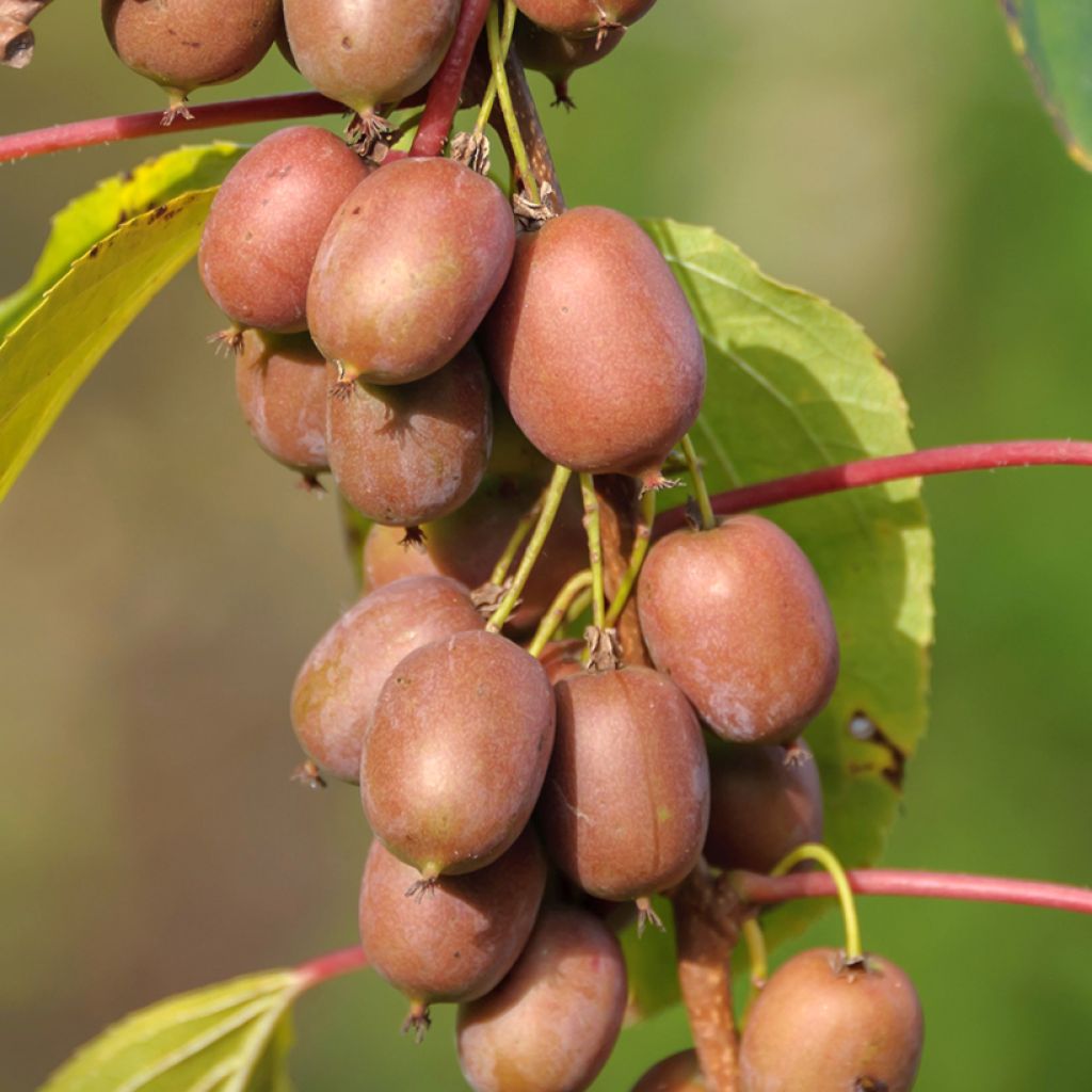 Actinidia kolomikta Red Beauty - Kiwi d'ornement femelle