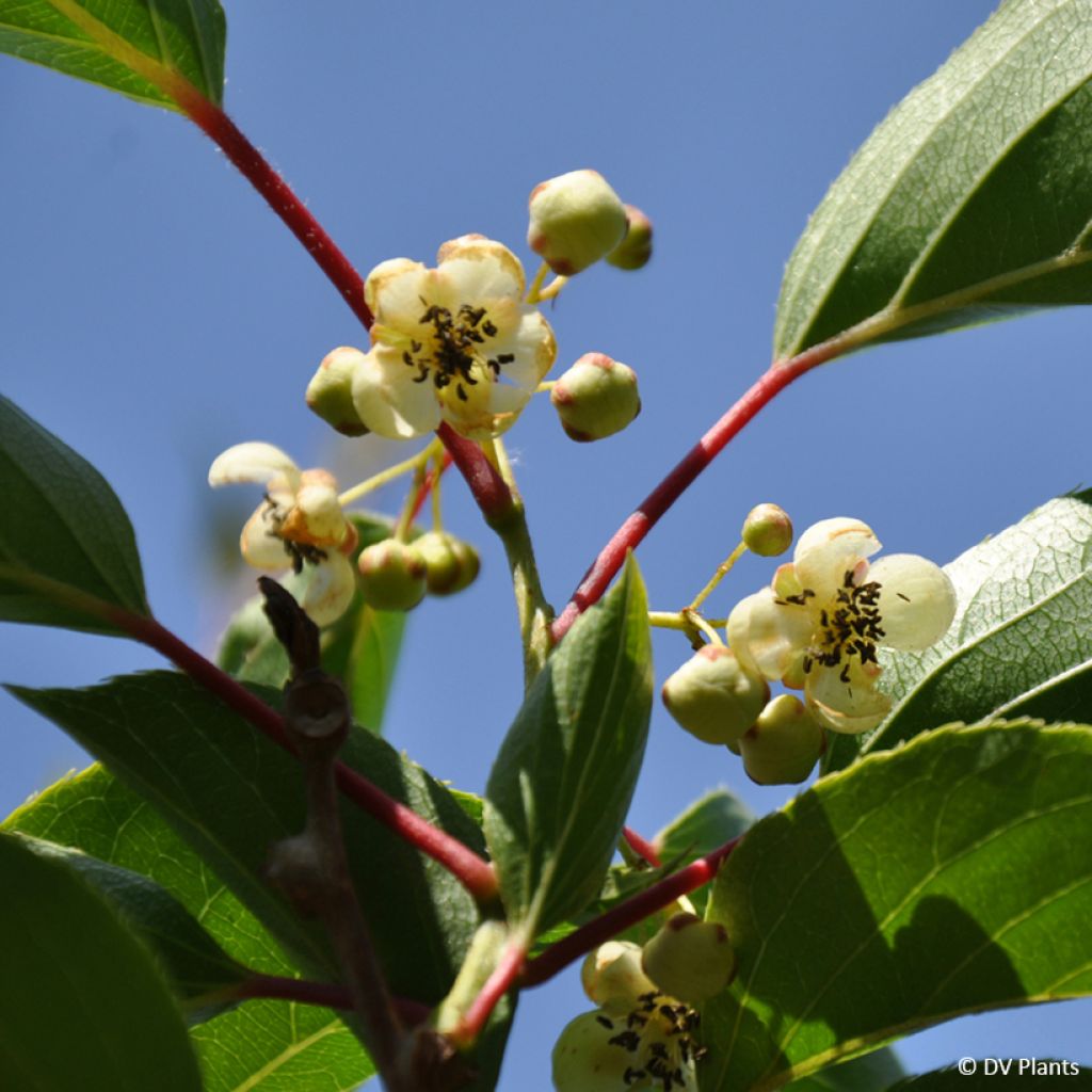 Mini kiwi Weima - Actinidia arguta