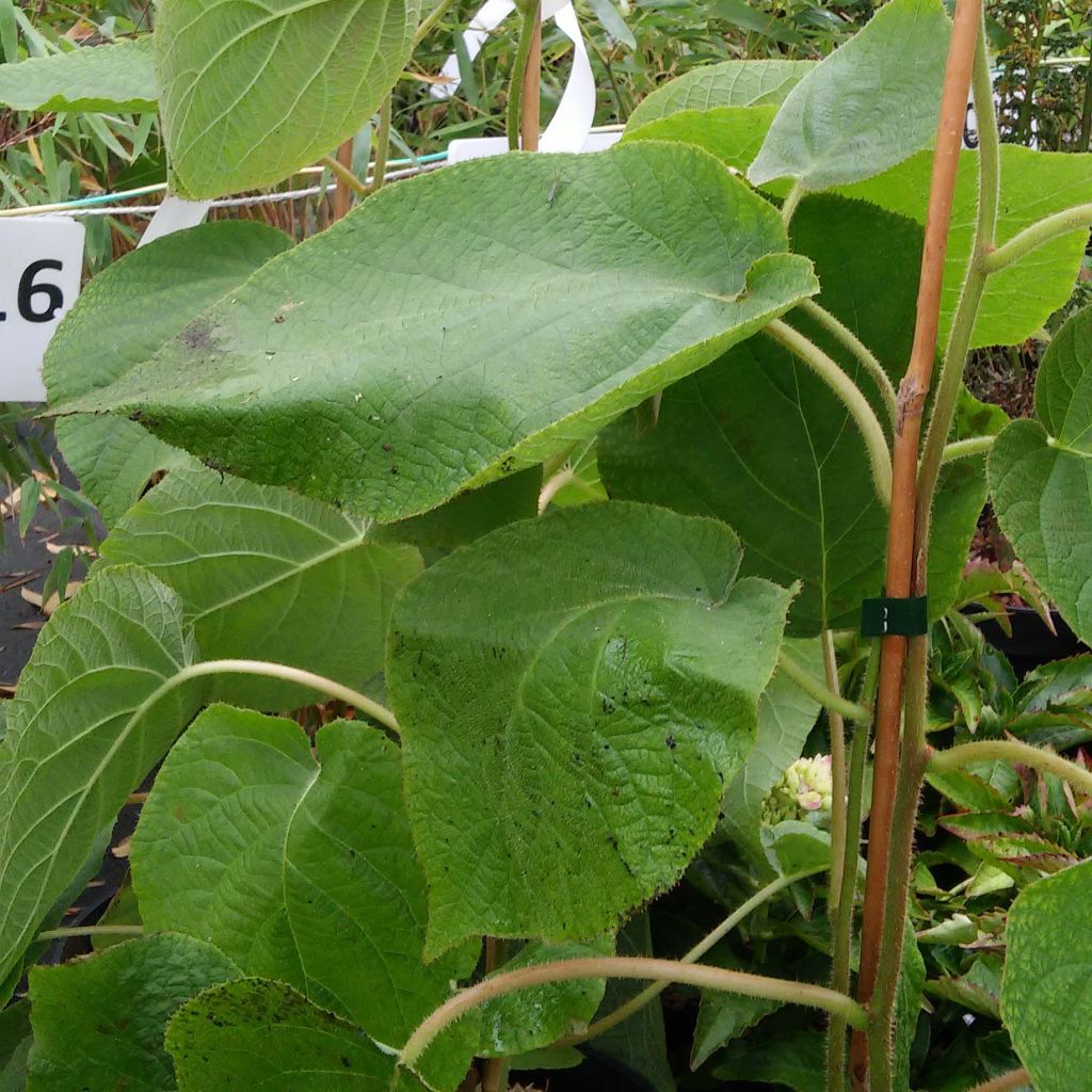 Kiwi - Actinidia deliciosa Wonder