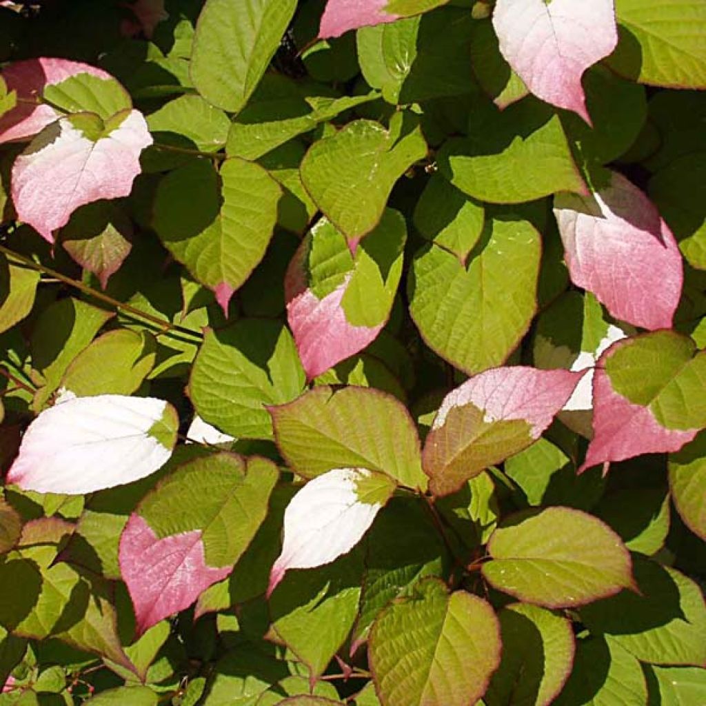 Actinidia kolomikta - Kiwi d'ornement