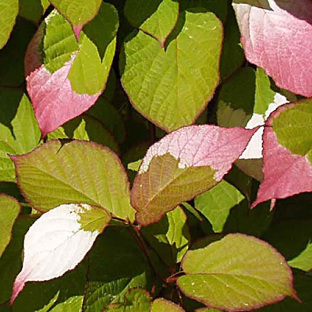 Actinidia kolomikta - Kiwi d'ornement