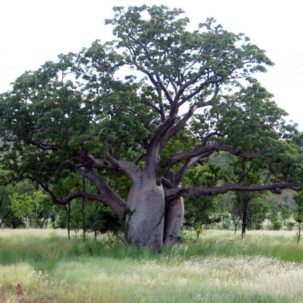 Adansonia gregorii - Baobab de Gregor