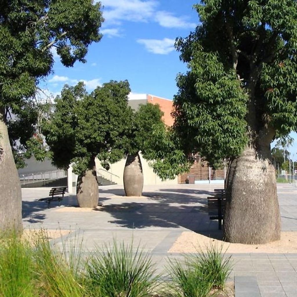 Adansonia gregorii - Baobab de Gregor