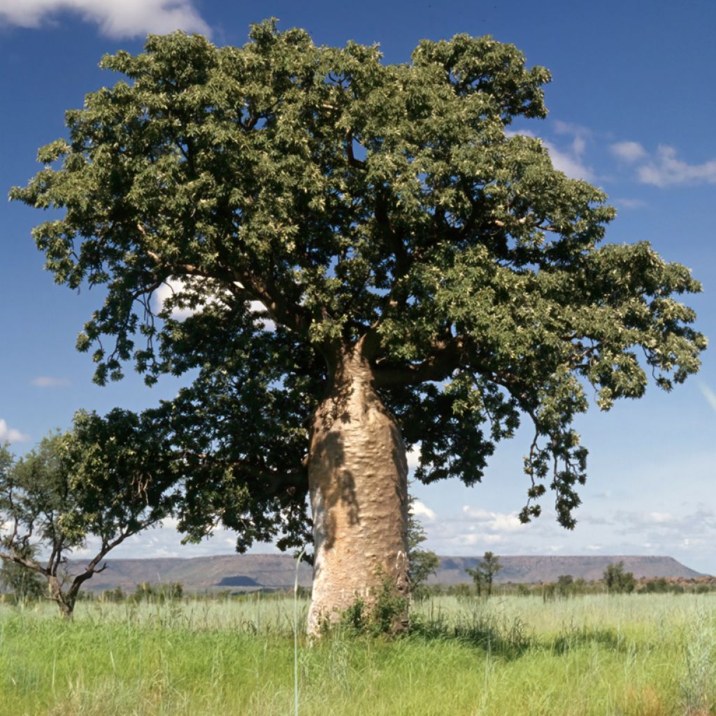 Adansonia gregorii - Baobab de Gregor