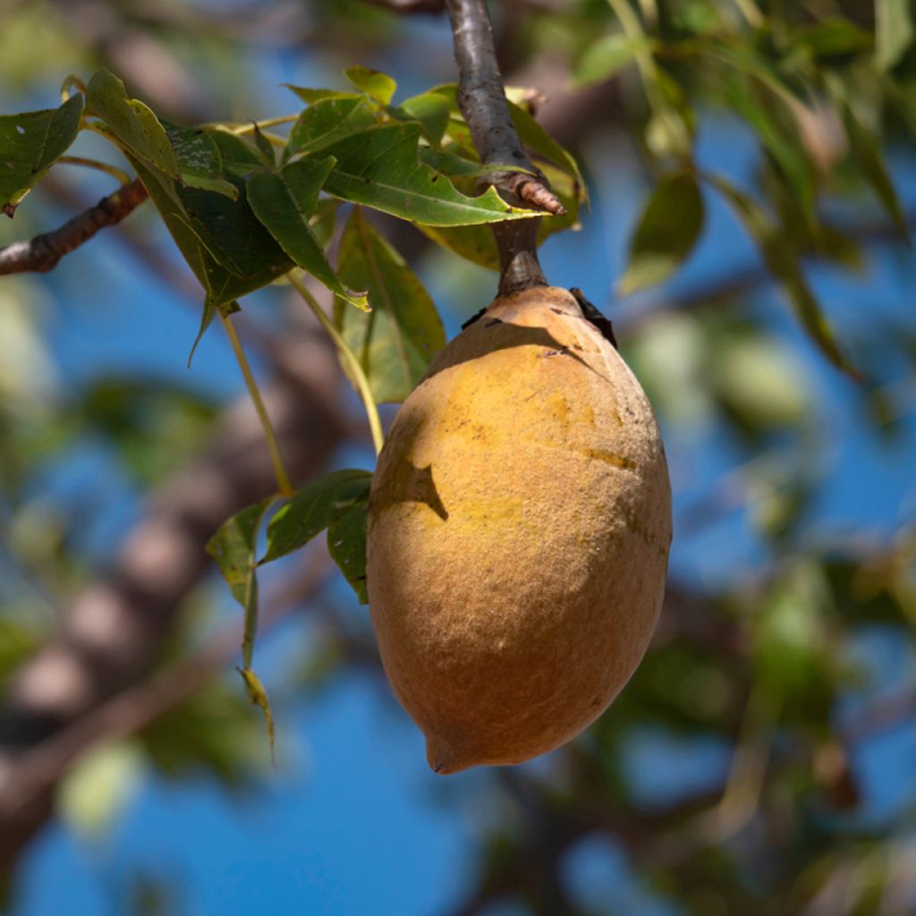 Adansonia gregorii - Baobab de Gregor