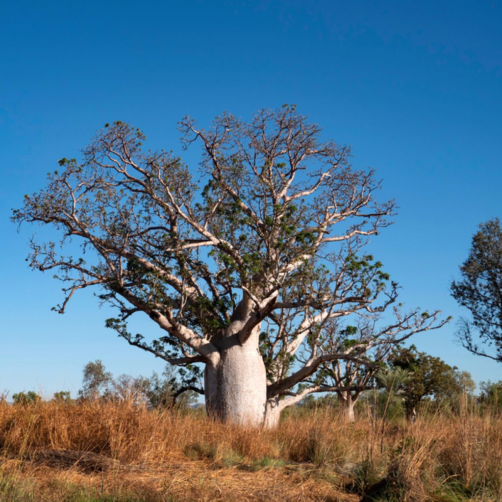 Adansonia gregorii - Baobab de Gregor