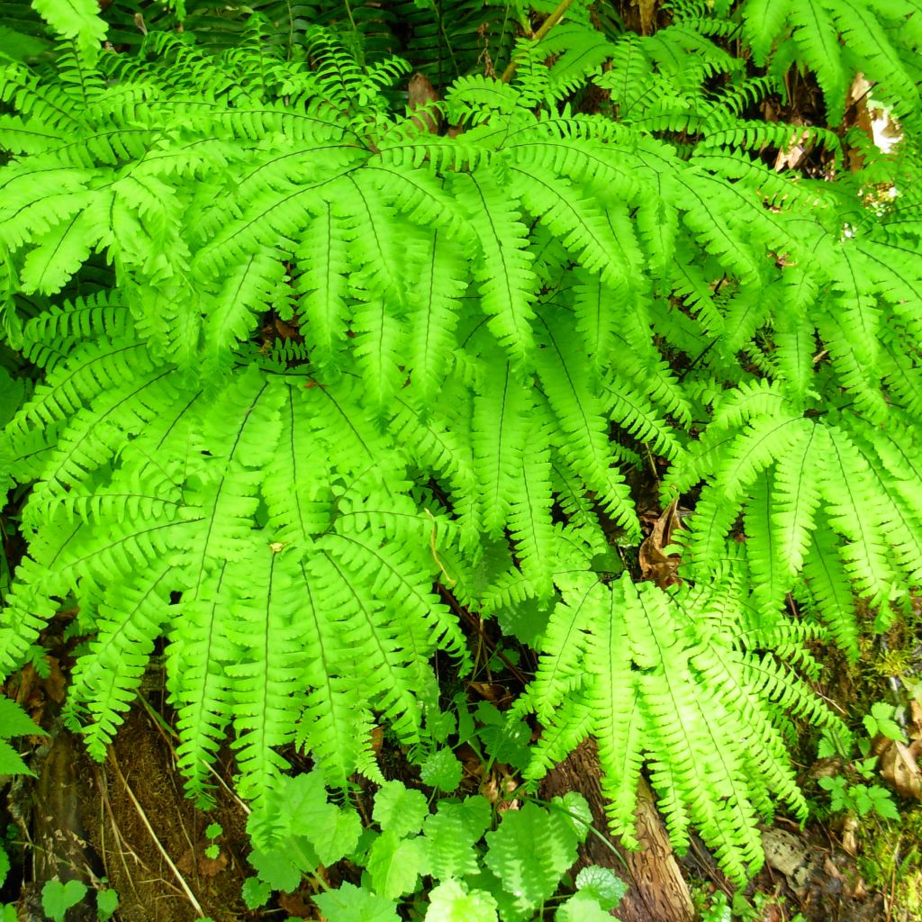 Adiantum aleuticum Miss Sharples, Capillaire