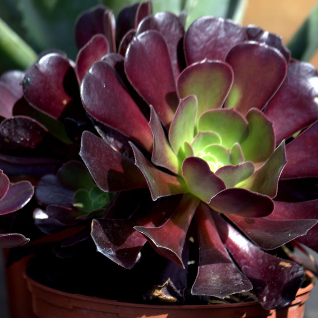 Aeonium arboreum var. atropurpureum Schwarzkopf