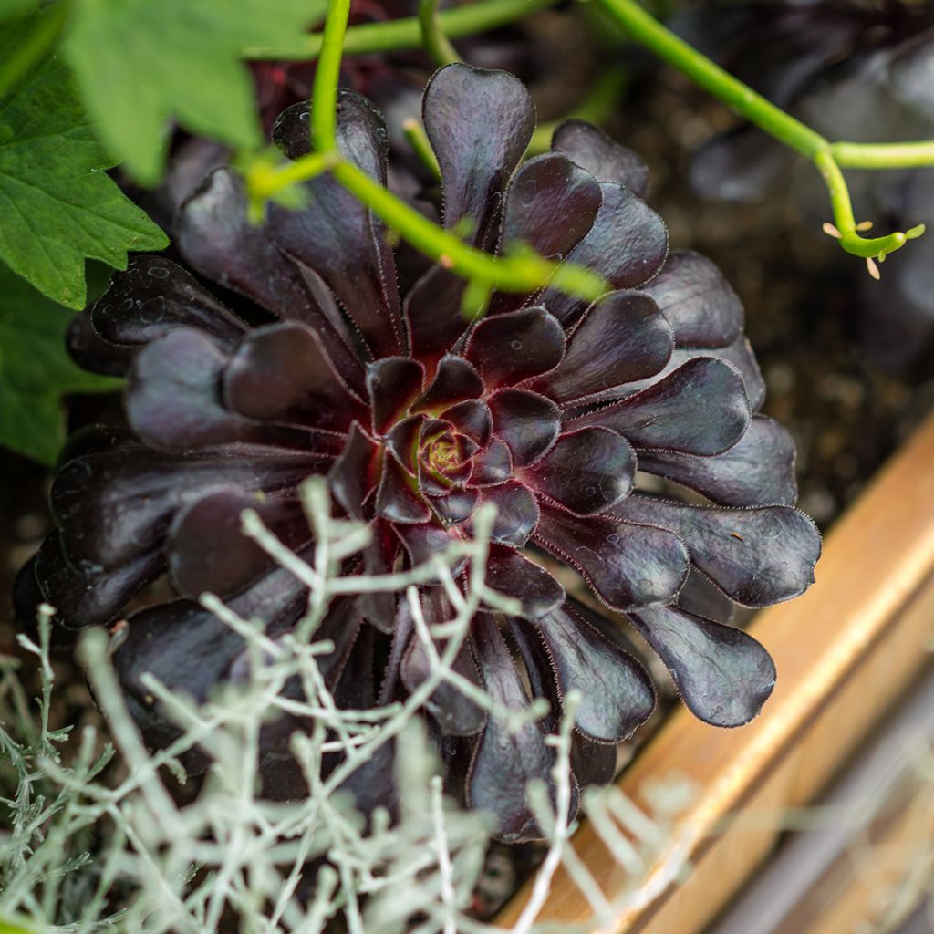 Aeonium arboreum var. atropurpureum Schwarzkopf