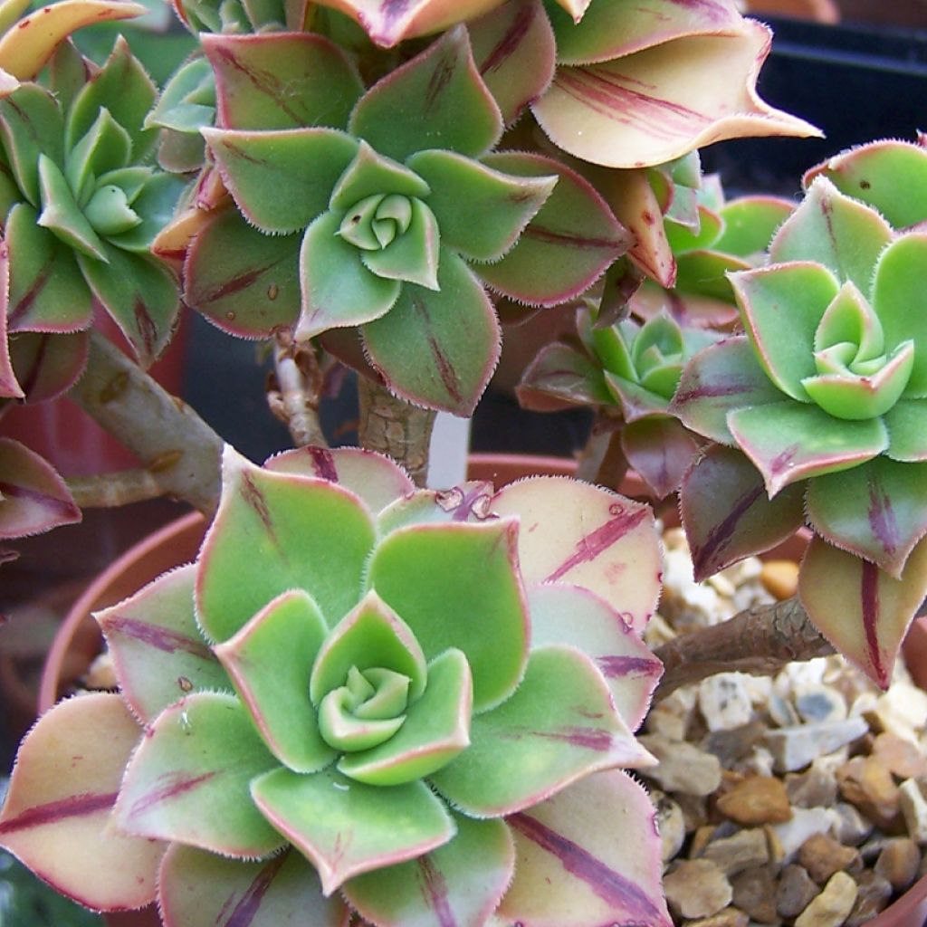 Aeonium leucoblepharum