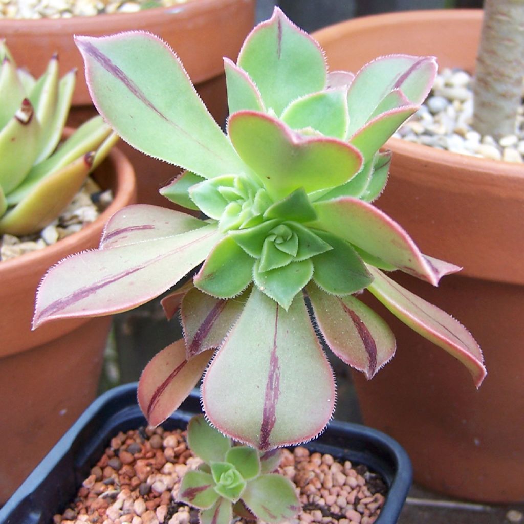 Aeonium leucoblepharum