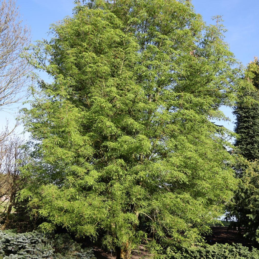 Aesculus hippocastanum Laciniata - Castaño de Indias