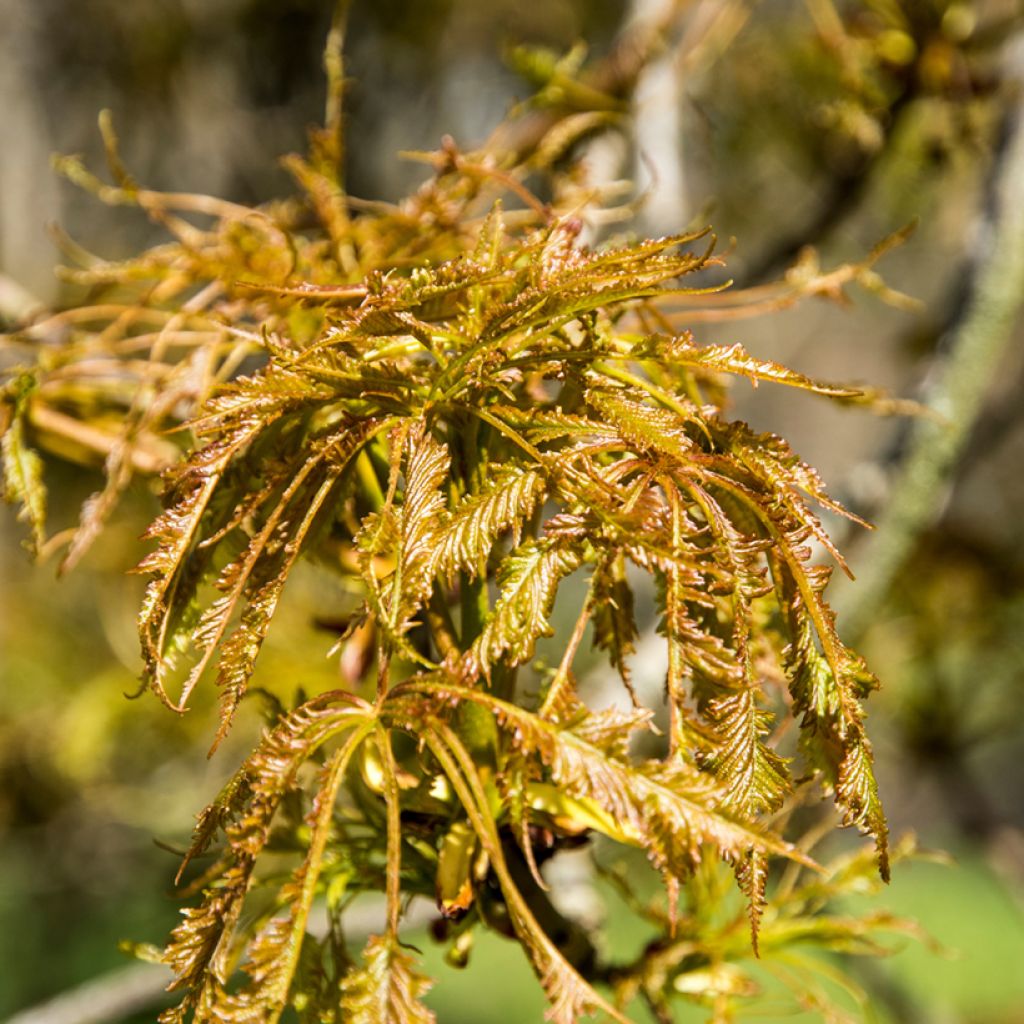 Aesculus hippocastanum Laciniata - Castaño de Indias