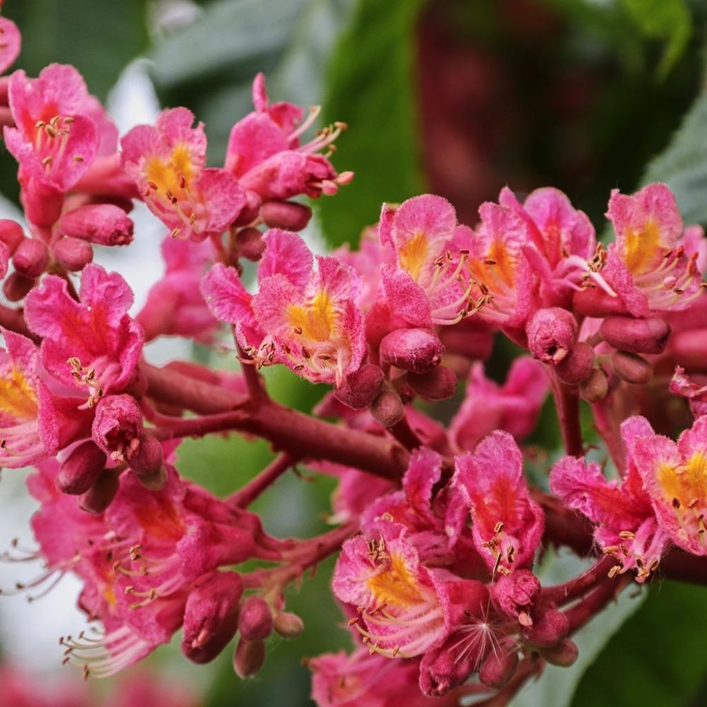 Aesculus carnea Briotii - Castaño de Indias rojo híbrido​