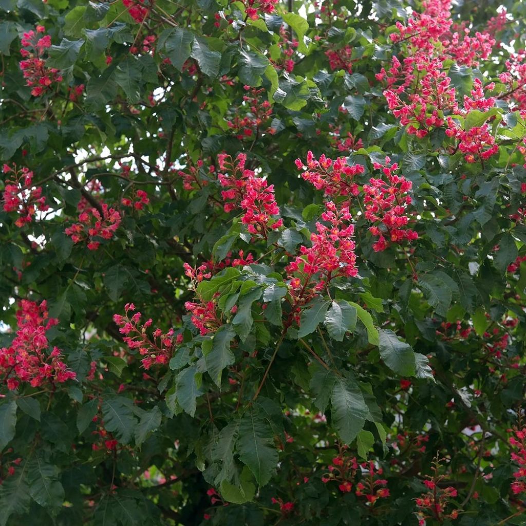 Aesculus carnea Briotii - Castaño de Indias rojo híbrido​