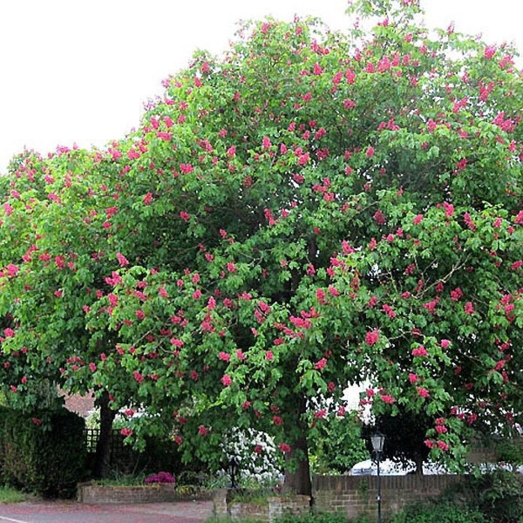 Aesculus carnea Briotii - Castaño de Indias rojo híbrido​