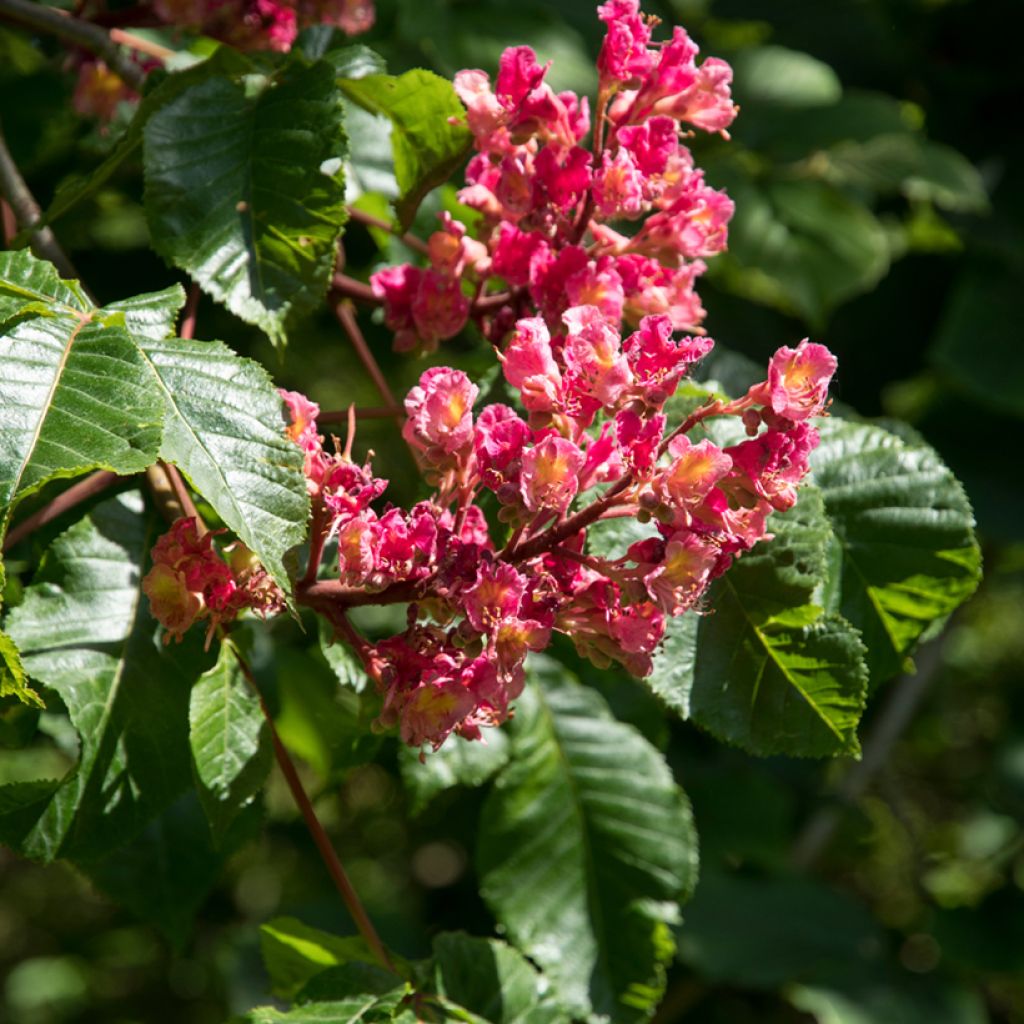 Aesculus carnea Briotii - Castaño de Indias rojo híbrido​