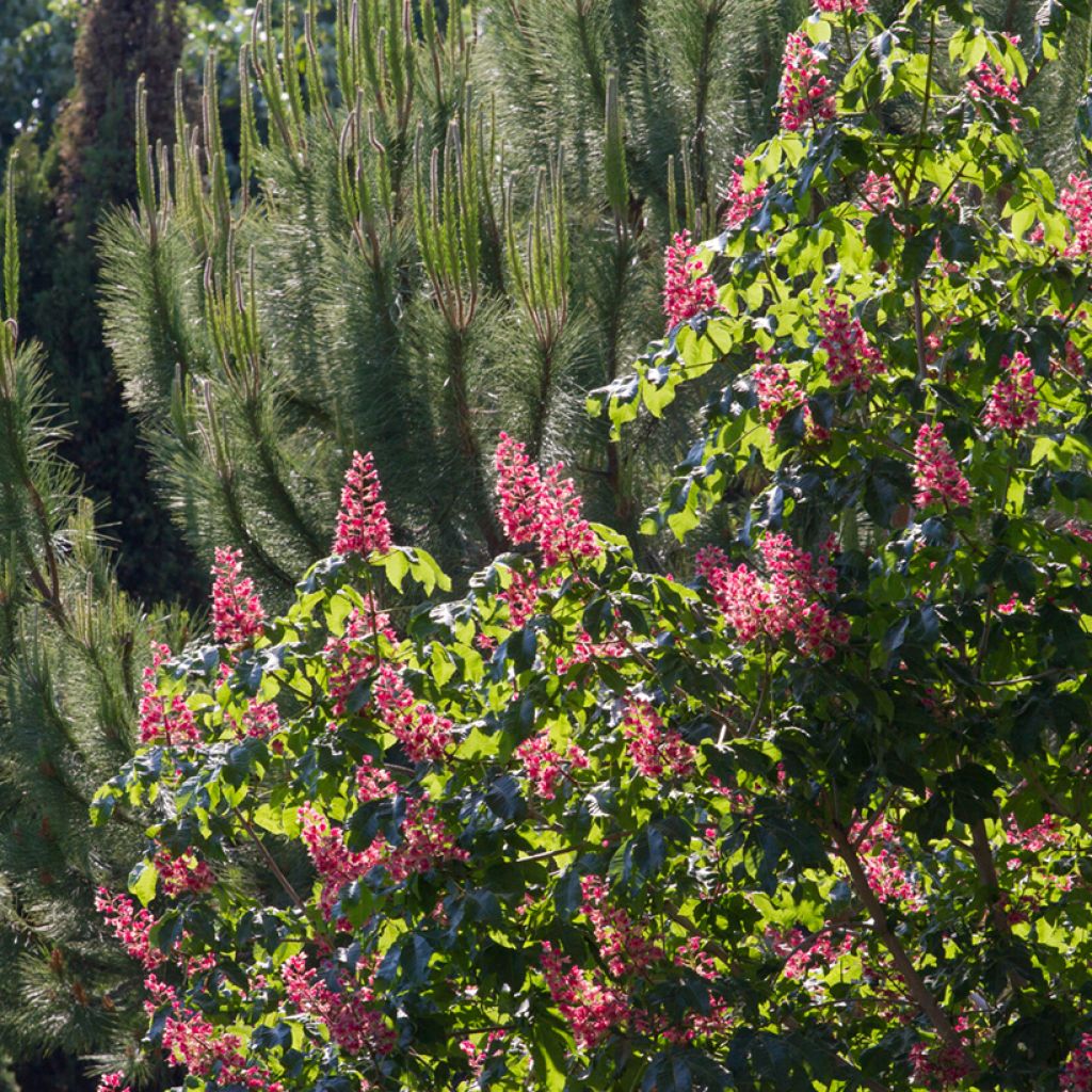 Aesculus carnea Briotii - Castaño de Indias rojo híbrido​