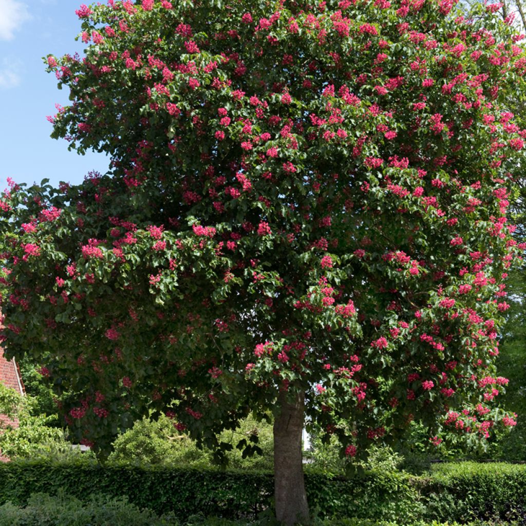 Aesculus carnea Briotii - Castaño de Indias rojo híbrido​