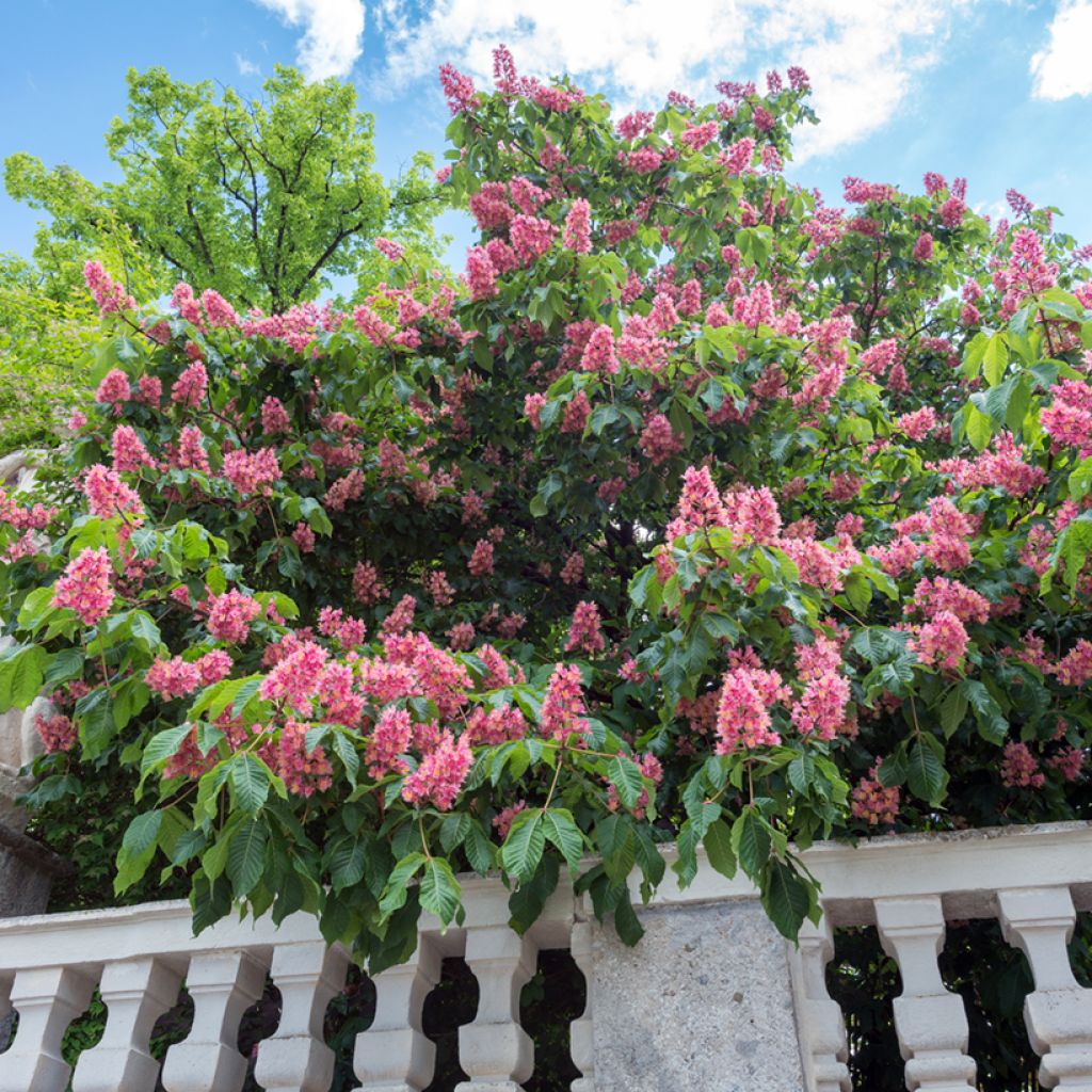 Aesculus carnea Briotii - Castaño de Indias rojo híbrido​