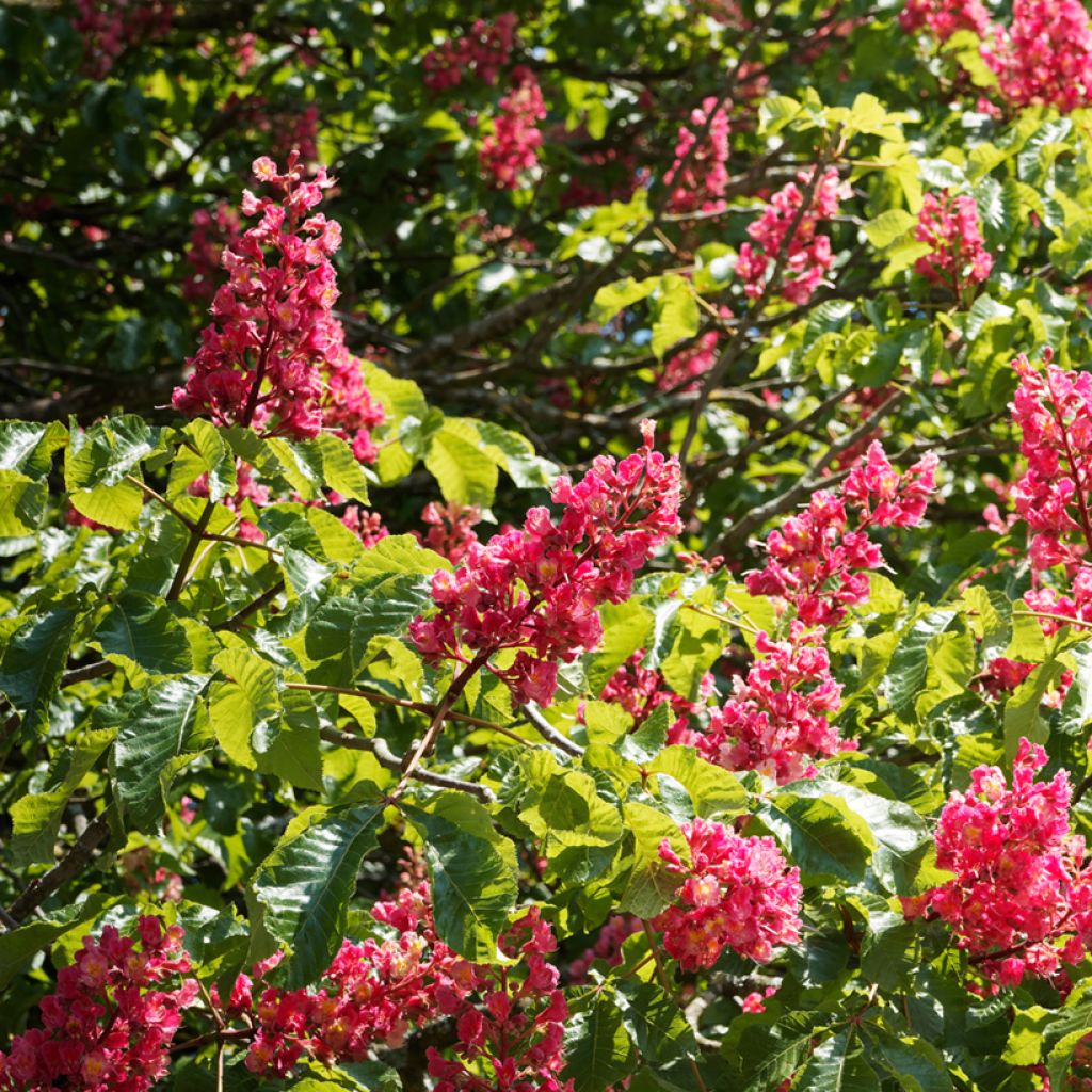 Aesculus carnea Briotii - Castaño de Indias rojo híbrido​