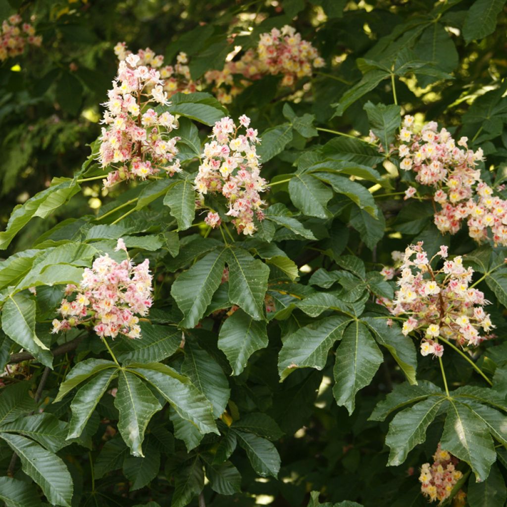 Aesculus x carnea Plantierensis - Castaño de Indias rojo híbrido​