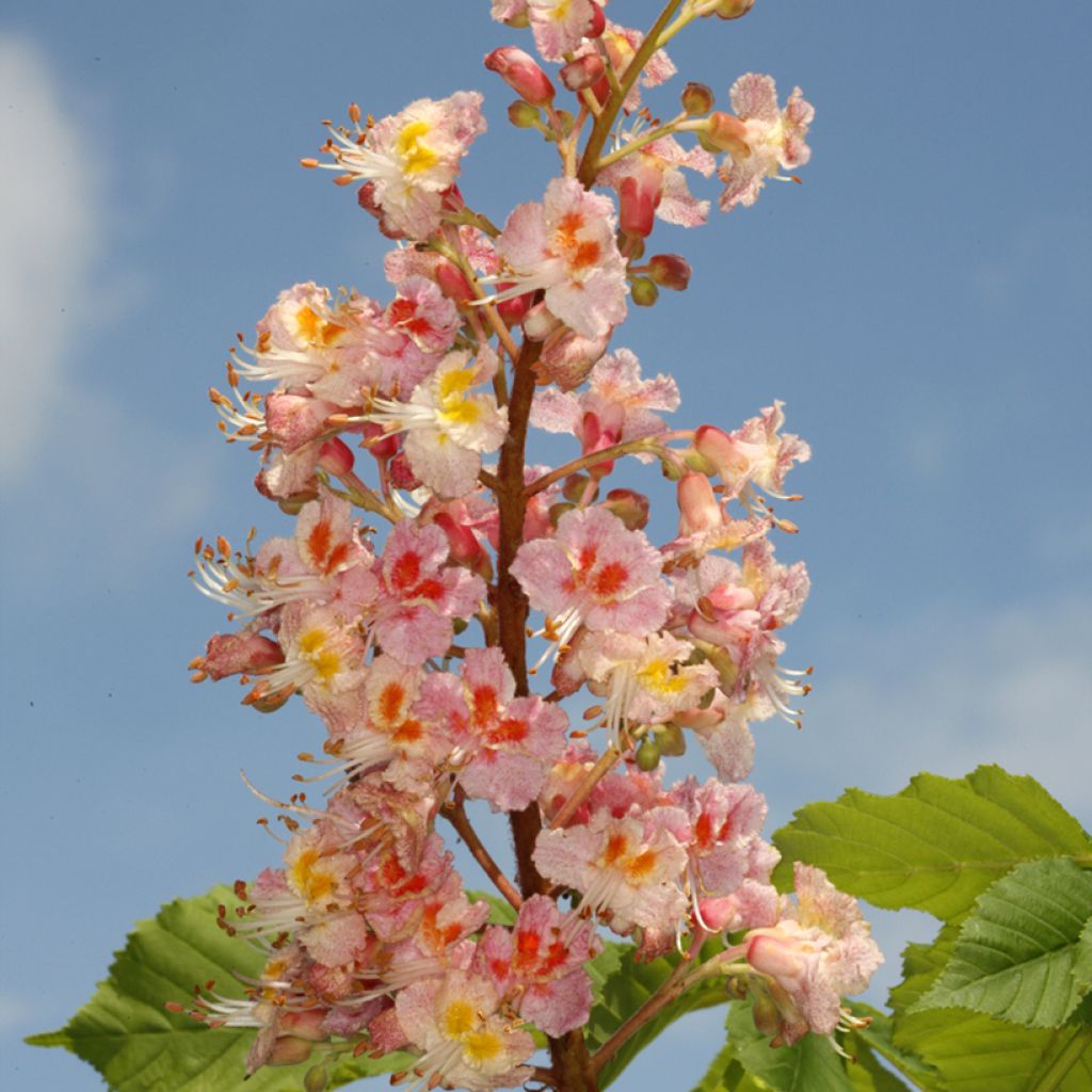 Aesculus x carnea Plantierensis - Castaño de Indias rojo híbrido​